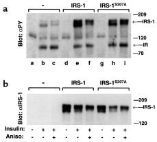 Figure 1 Ser 307 in IRS-1 mediates the inhibitory effect of anisomycin on insulin-induced tyrosyl phosphorylation of IRS-1.