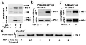 Figure 3 TNF-α stimulates phosphorylation of IRS-1 on Ser 307 and inhibits insulin-promoted tyrosyl phosphorylation of IRS-1 and activation of ERK1/2.
