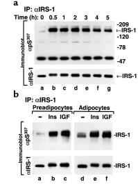 Proteins (40 µg) in cell lysates were immunoblotted with anti-phosphotyrosine and anti phospho-mapk, respectively.