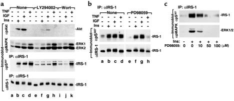 Figure 6 Two distinct pathways mediate Ser 307 phosphorylation on IRS-1 induced by insulin/igf-1 and TNF-α.