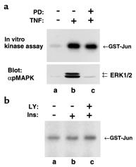 Figure 7 TNF-α and insulin act synergistically to promote phosphorylation of Ser 307 in IRS-1.