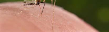albopictus mosquito.