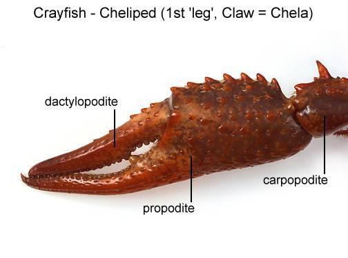 6. Next observe the largest prominent pair of appendages, the chelipeds, or claws. Behind the chelipeds locate the four pairs of walking legs, one pair on each segment. 7.