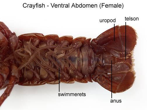 8. On the abdomen, observe the six distinct segments. On each of the first five segments, observe a pair of swimmerets. 9.