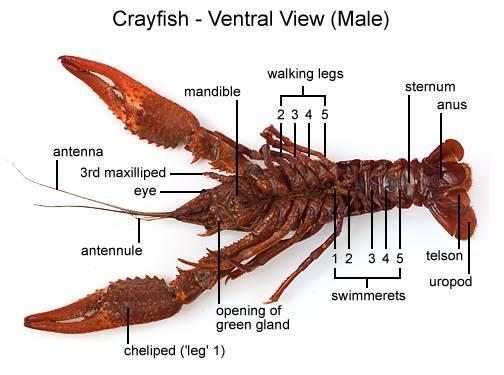 In the middle of the uropods, locate the triangular-shaped telson. 10. Now turn the crayfish ventral side up.