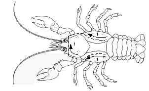 Part 2 Internal Anatomy of a Crayfish 12. Put on safety goggles. You may use gloves if you want. 13.