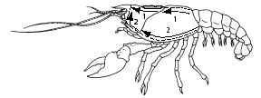 the diagram below. Cut along the indentations that separate the thoracic portion of the carapace into three regions.