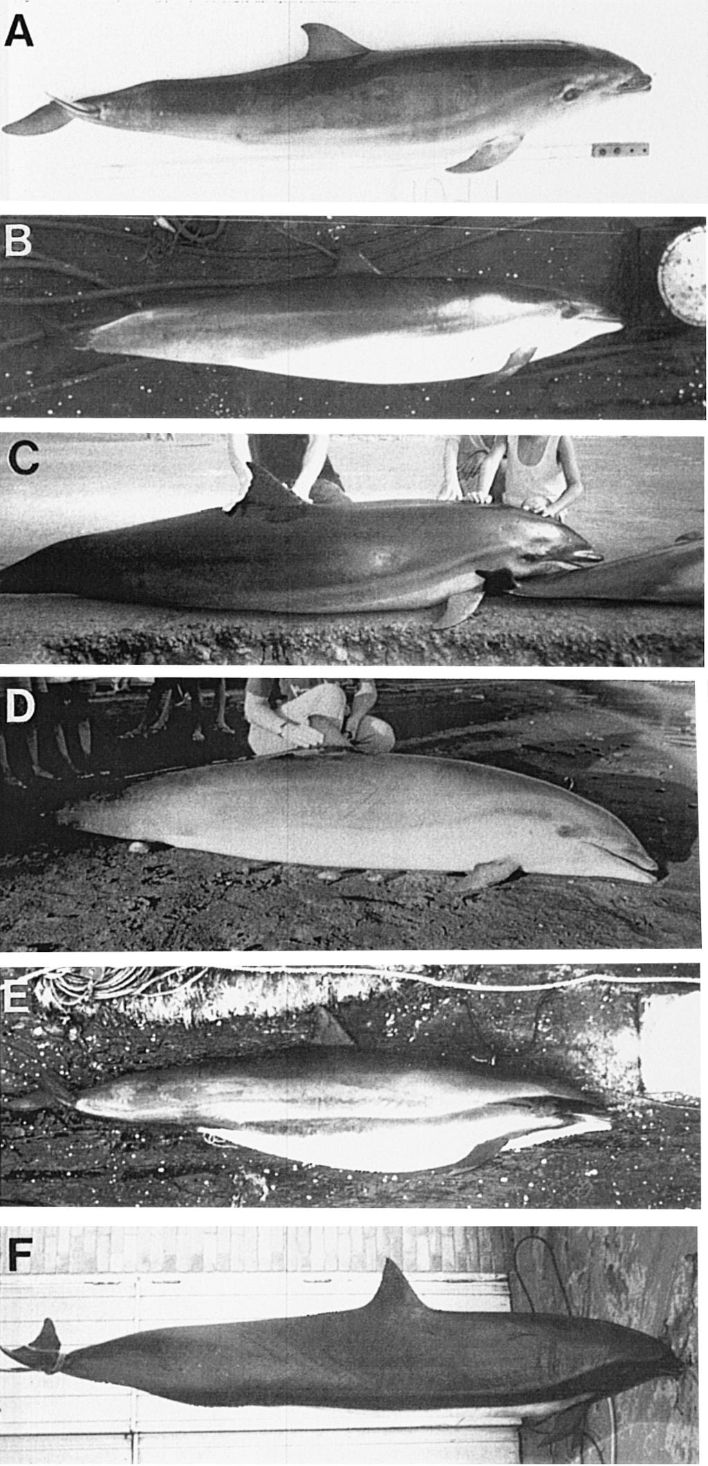 External morphology of Fraser s dolphins Figure 6.