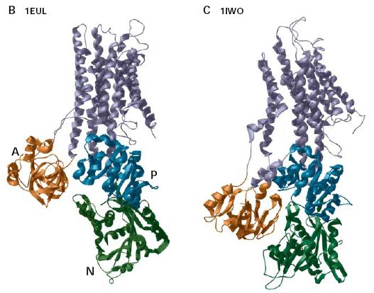 The H + /K + ATPase The H + /K + ATPase belongs to the P type ATPase superfamily.