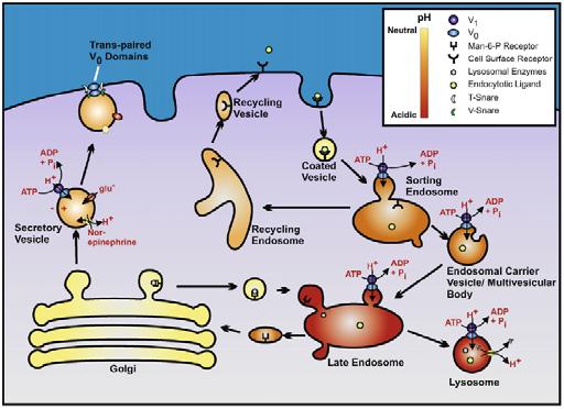 Role of intracellular V ATPase in membrane trafficking, endocytosis, and secretion. Extracellular ligands are internalized by receptor mediated endocytosis and trafficked to the sorting endosome.