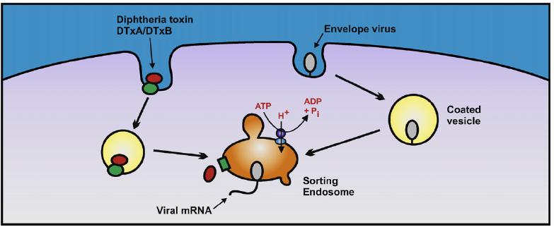 Role of intracellular V ATPase in the entry of envelope viruses and toxins.