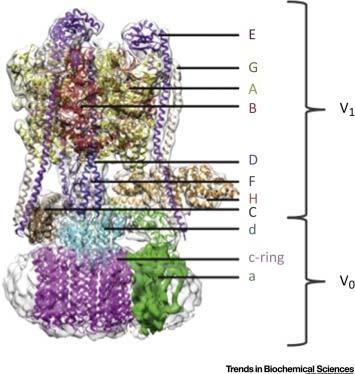 Function of Plasma Membrane Proton Pumps: Urinary acidification, Bone resorption, Sperm maturation and Tumor metastasis. 31 Structural Model of the Vacuolar (H + ) ATPase (V ATPase).