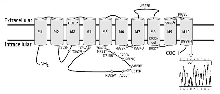 Mutations of ATP1A2 gene encoding α subunit of the Na + /K + ATPase 15 Mutations