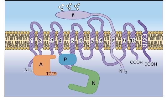 [Nature 2013, 502: 201 206] 17 General features of the P IIc ATPase structure Ten transmembrane segments are represented in an unfolded disposition, but they actually form a bundle around the 3