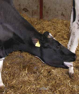 Clinical signs of lungworm infection Cough which can be severe Dyspnoea Weight loss Marked reduction in milk yield Reduced fertility Extended calving interval Early culling May cause death Control