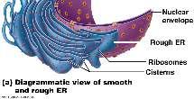 proteins ER bound ribosomes Membrane or secreted proteins