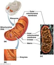 enzymes on the inner Cellular respiration