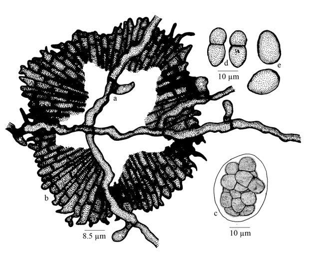distantly placed, mostly perpendicular to the hyphae, 12 15 µm long; stalk cells cylindrical to cuneate, 5 7 µm long; head cells ovate to globose, straight to often variously curved, irregularly