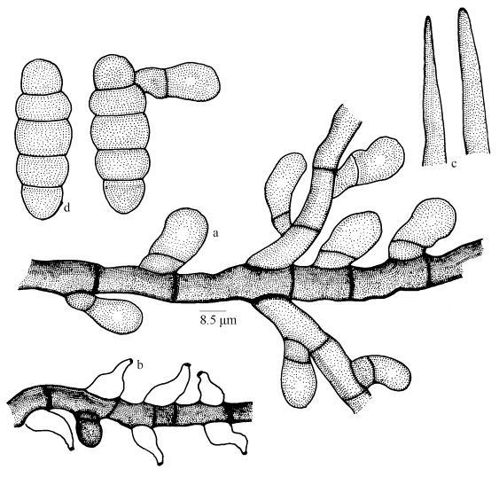 Fig. 13 Meliola phyllanthigena µm long. Perithecia scattered, up to 130 µm in diameter; ascospores oblong to cylindrical, 4- septate, slightly constricted at septa, 48 51 18 20 µm.