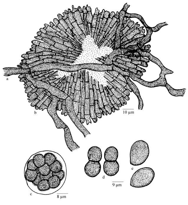 unicellular, pyriform, ovate, 20 25 12 17 μm, wall smooth. Fig. 15 Meliola tragiae Materials examined Karnataka, Kodagu, Medikari, on leaves of Tragia sp. (Euphorbiaceae), 1 January 2010, C.