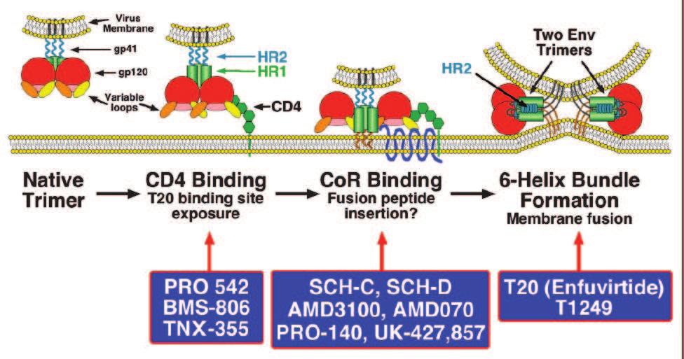 18 CHAPTER 2. HIV LIFE CYCLE Figure 2.1: Organization of the HIV proviral genome and assembly. Illustration from [135]. the co-receptor binding site (see fig. 2.2).