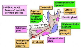Symphysis Menti (Median Ridge) Mental Protuberance Body of Mandible Sublingual Fossa Digastric Fossa Superior Mental Spine (Genial Tubercle) Inferior