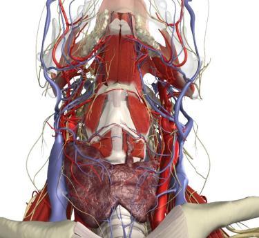 Genioglossus Transverse & Vertical receives its motor innervation from the hypoglossal nerve.