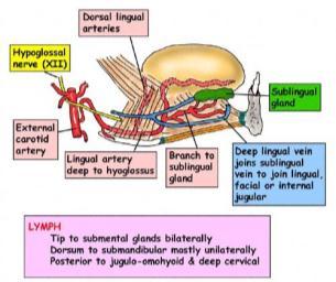 Hypoglossal Oblongata Root Cervical Ventral Root Superior Longitudinal Transverse & Vertical