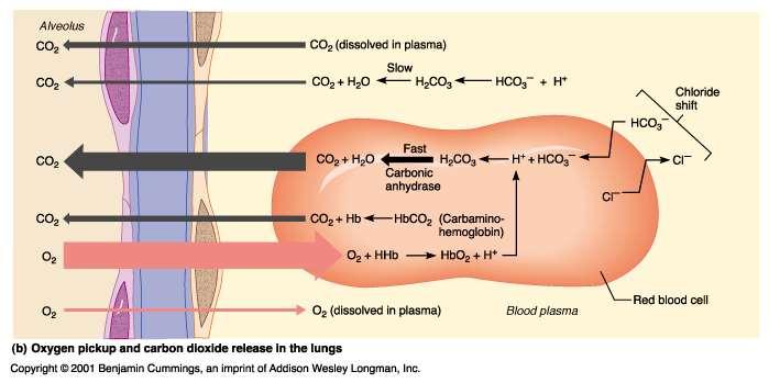 Chloride Shift in Pulmonary
