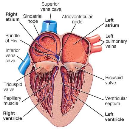 Muscular Pumps HEART Heart pump consists of muscle surrounding a tube that contracts and shortens reducing the volume in the tube and thus increasing the pressure in the tube.