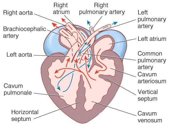 Comparative heart morphology Mammals and birds have essentially two pumps.