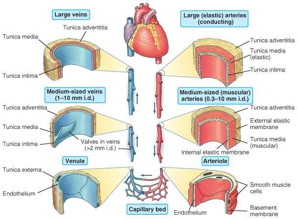 The Classes of Blood Vessels Tubes of different sizes Different elastic properties Varying amounts of smooth muscle Blood vessels- arteries Thick, elastic muscular walls.