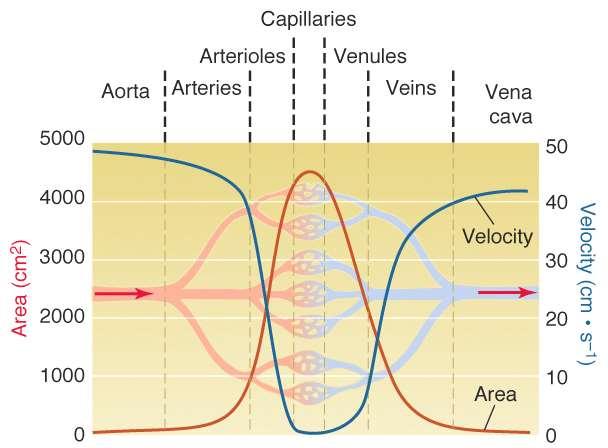 Hemodynamics Velocity is inversely proportional to the total cross sectional area at any given point.