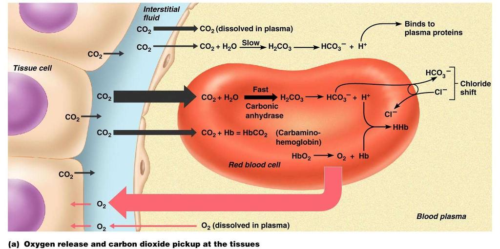 Transport and Exchange of Carbon Dioxide Carbon dioxide diffuses into RBCs and combines with water to form carbonic acid (H 2 CO 3 ), which quickly dissociates into hydrogen ions and bicarbonate ions