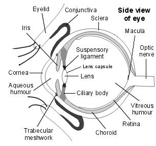 This leaflet tells you about glaucoma surgery. Please read it carefully, since it contains important and useful information for you.