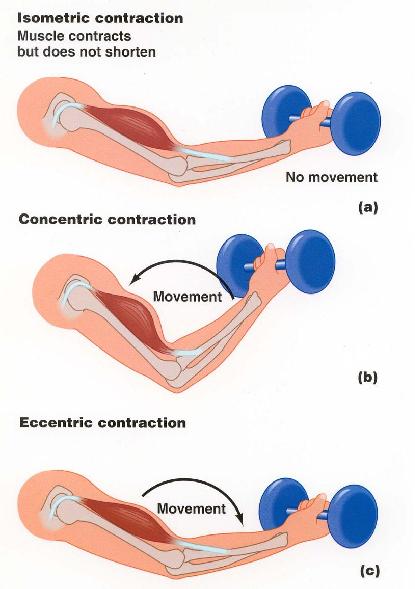 Types of Muscle Movement: Concentric: Muscle fibres shorten Eccentric: