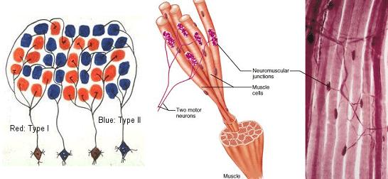 Motor control of muscle fibres Motor unit the