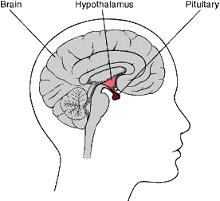 Both the male and the female reproductive systems are governed by hormones which are released by the pituitary gland. Hormones travel through the bloodstream.