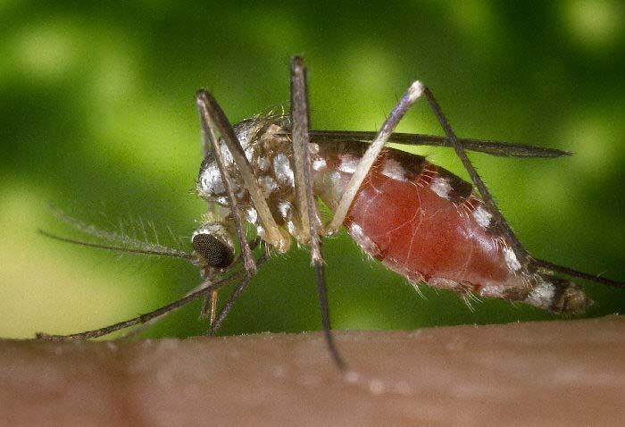 La Crosse virus neuroinvasive disease cases reported by year, 2004 2013 Aedes triseriatus the Eastern