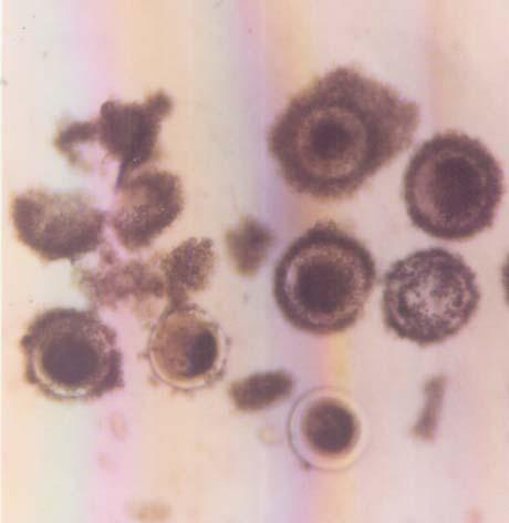 Figure 1. Representative sample of oocytes isolated from frozen-thawed ovaries.