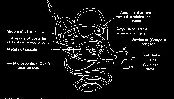 Peripheral circulation to inner ear AICA Labyrinthine Vestibulocochlear PC, Saccule Anterior vestibular AC, LC, Utricle Cupula