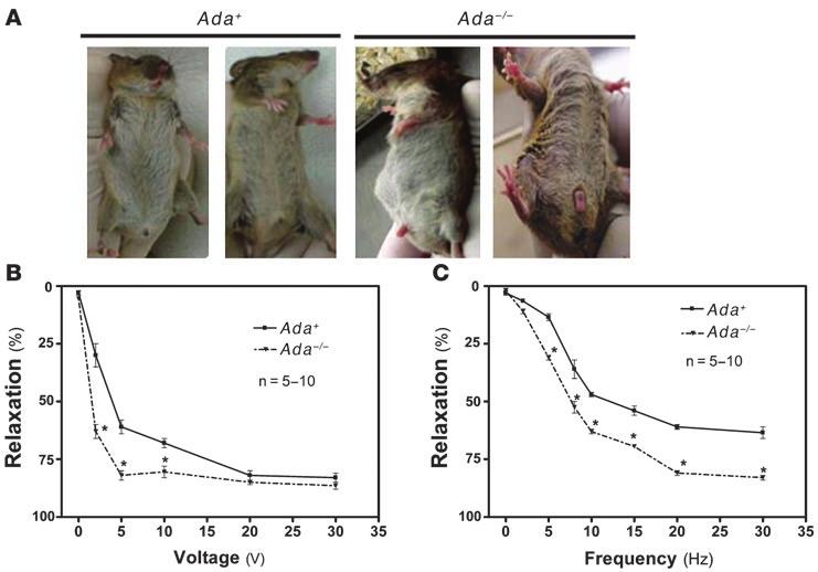 Figure 1 Ada / mice display spontaneous prolonged penile erection associated with increased CCS relaxation in response to nerve stimulation.