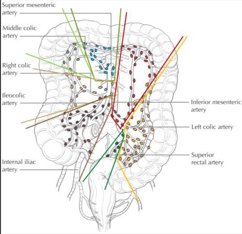 Modified AJCC Image - The regional lymph nodes of the colon and rectum are colored by anatomic location.