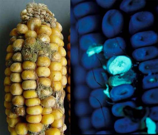 When iradiated with UV light aflatoxins