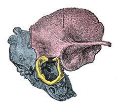 Squamous Tympanic Temporal Bone Mastoid