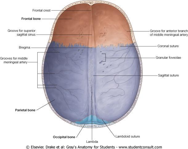 The Cranial Cavity Vault of the Skull Base of the Skull