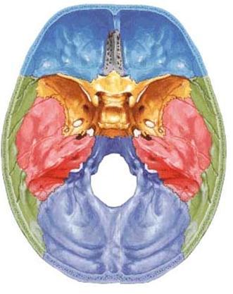 Anterior Cranial Fossa Boundaries: Anteriorly by the inner surface of the frontal bone. In the midline is a crest for the attachment of the falx cerebri.