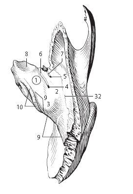 Right temporal bone, superior view Impression for the trigeminal ganglion.