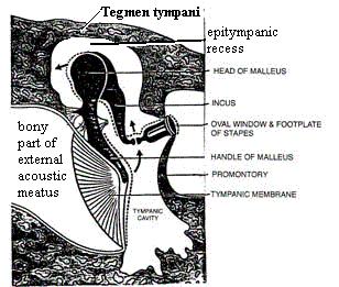 Tegmen tympani From behind forward, it forms the roof of the: Mastoid antrum Tympanic cavity Auditory tube.