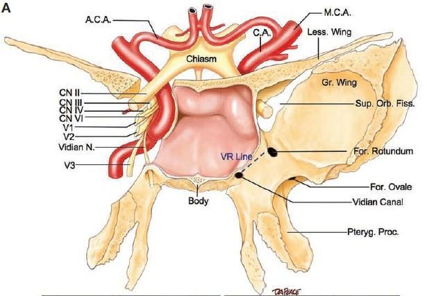 Internal carotid artery The internal carotid artery enters the foramen lacerum through the carotid canal and immediately turns upward to reach the side of the body of the sphenoid bone.